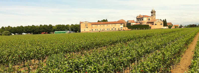 Tabarelli Vivai  foto web 1