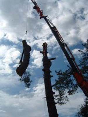 ALTO FUSTO DI TOMASONI STEFANO E C. FOTO HP PGOL