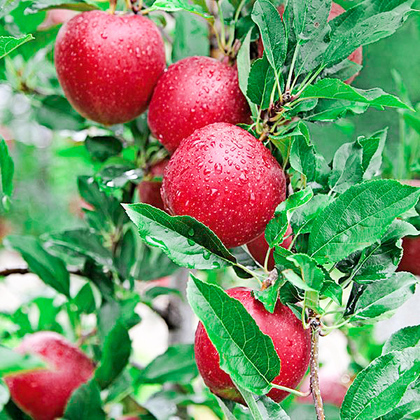 Tabarelli Vivai  foto web 1