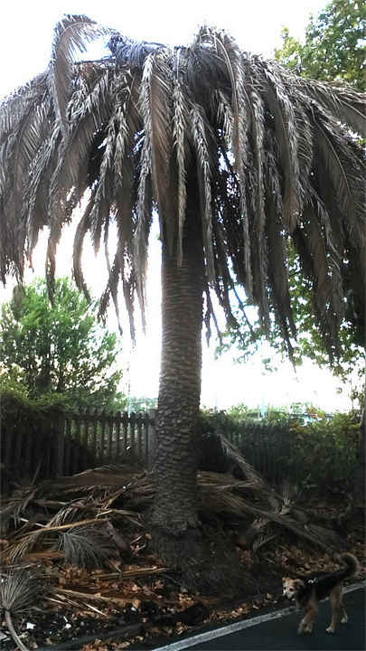 IL GIARDINO FOTO PGOL