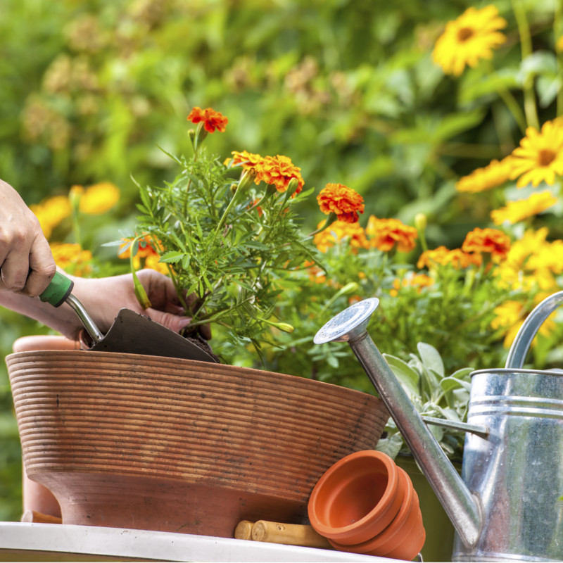 Potature Alberi Roma foto web 1