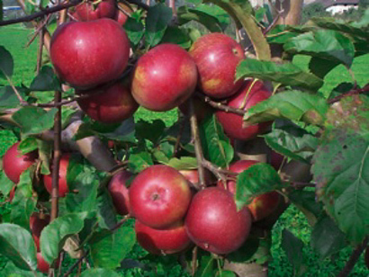 Tabarelli Vivai  foto web 1