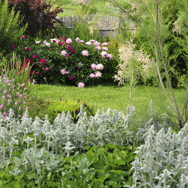 Potature Alberi Roma foto web 3