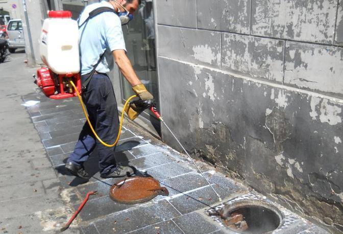 DERPARTENOPE DISINFESTAZIONI E DERATTIZZAZIONI foto web 4