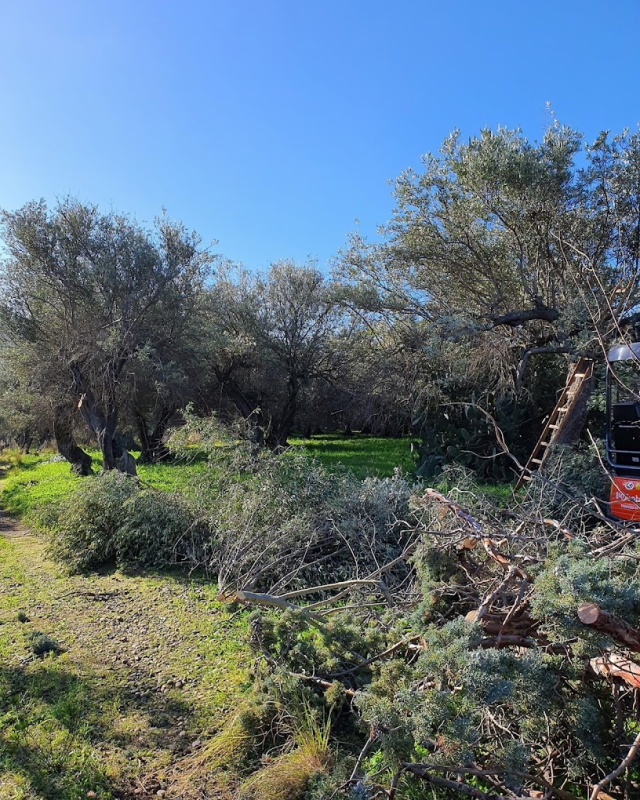 Potatura alberi Roccella Garden