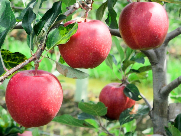 Tabarelli Vivai  foto web 1