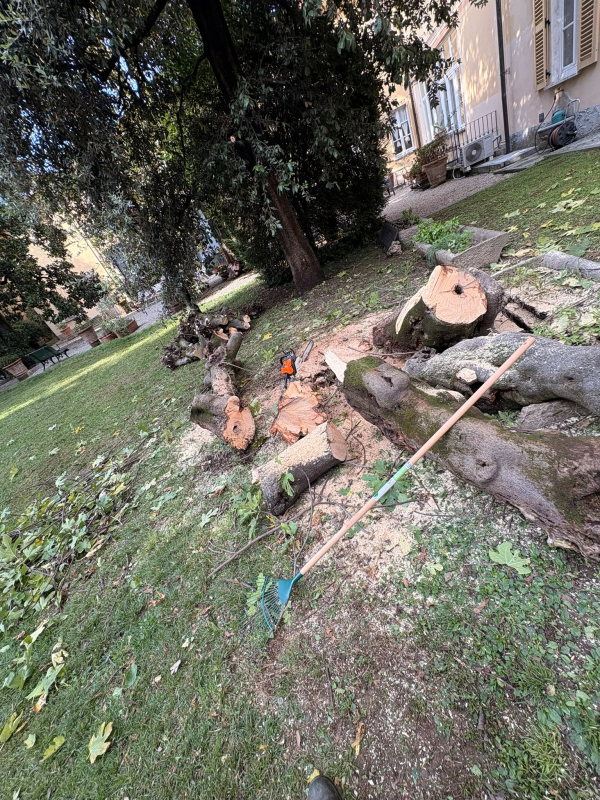 abbattimento alberi Valsassina