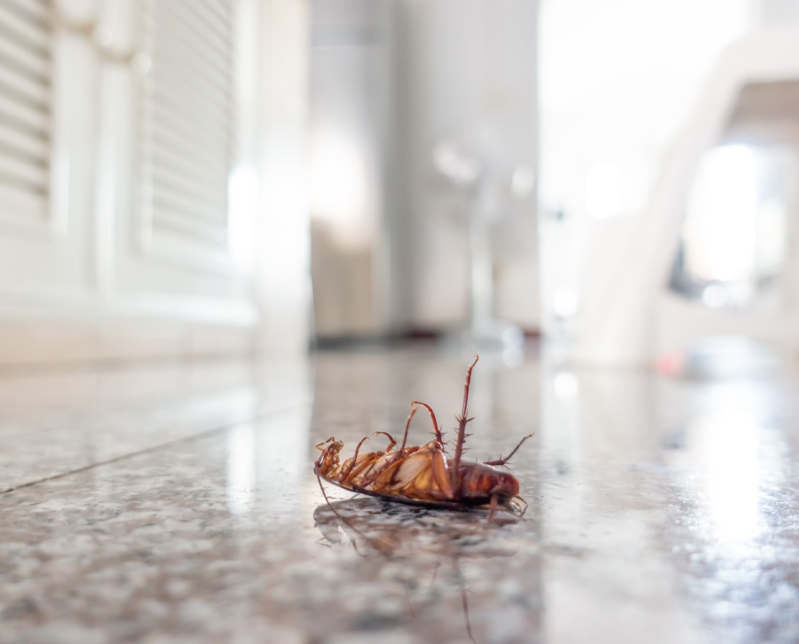 DISINFESTAZIONE SCARAFAGGI