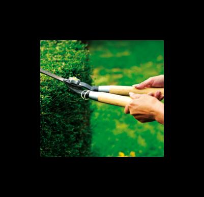 SESTO VERDE potatura piante