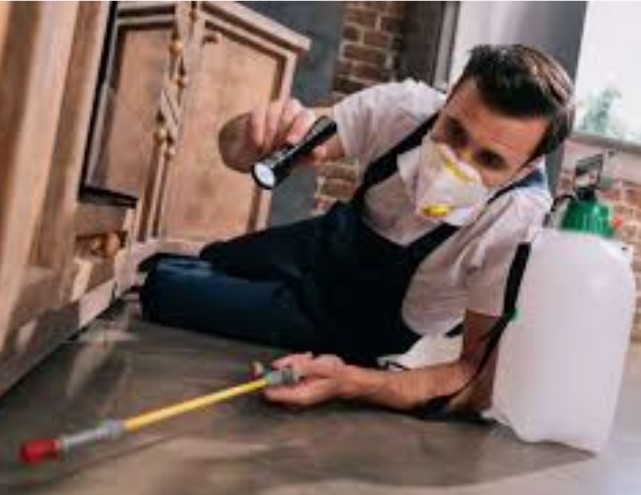 DISINFESTAZIONE FORMICHE