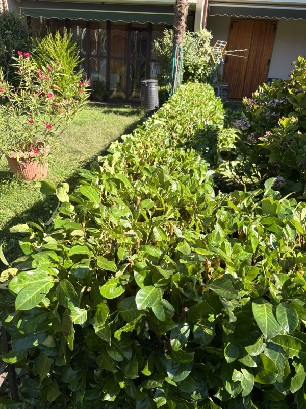 sepi giardinaggio