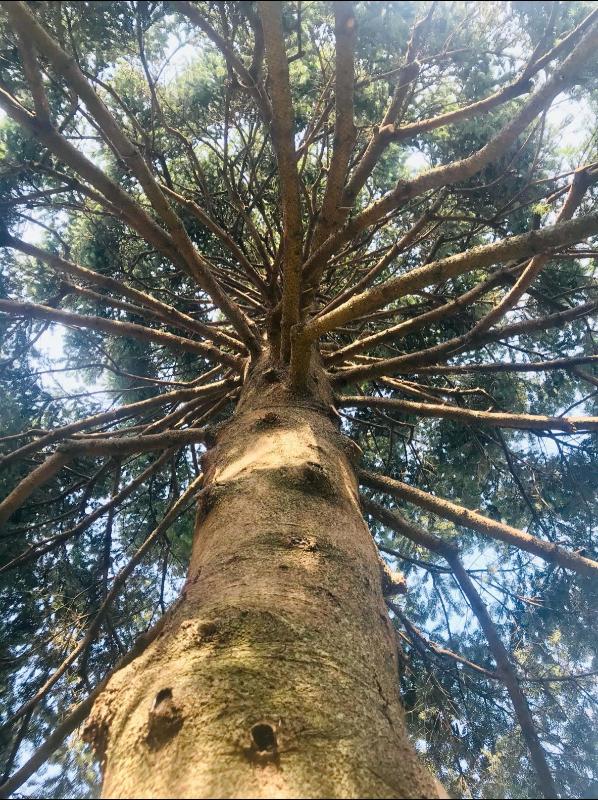 Potatura in treeclimbing