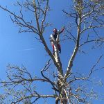 Tree Climbing Andrea Carboni