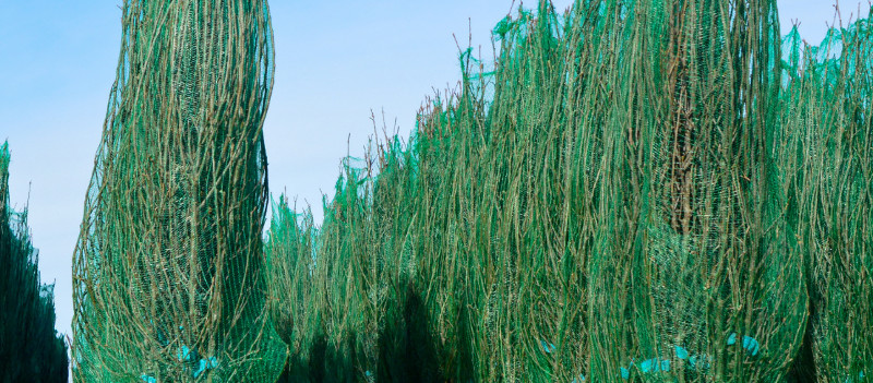 Tabarelli Vivai  foto web 1