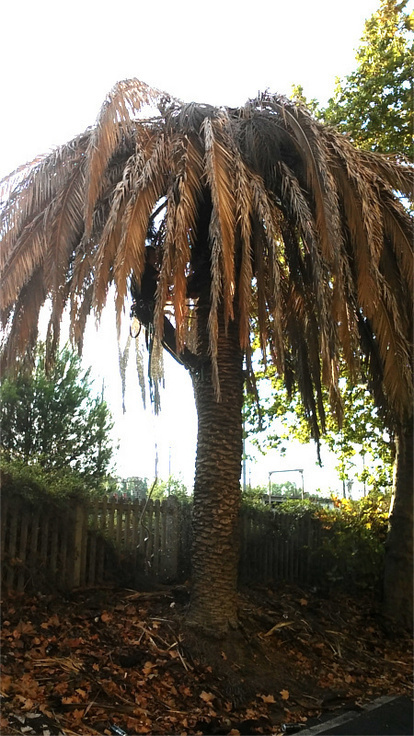 IL GIARDINO FOTO PGOL