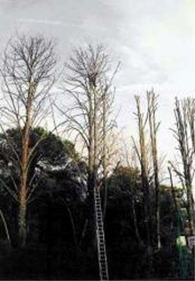 SESTO VERDE manutenzione giardini