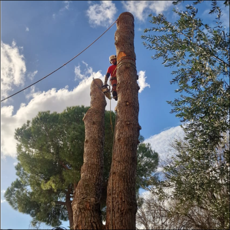 Abbattimento controllato