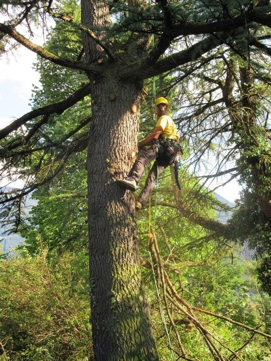 LUPI BERNARDO FOTO HP PGOL