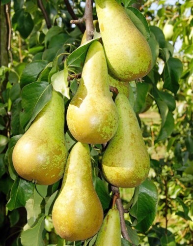 Tabarelli Vivai  foto web 1